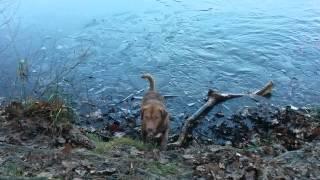 Chessie in icy water