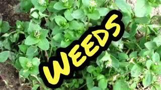 types of weeds