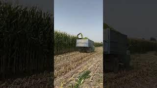 corn harvest 2023 / mısır hasadı 2023 #corn #harvest #agro