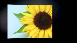 "Lovin Without Money"- song written by Joe Lo Cascio -Altavilla Milicia (Pa) - Sicily- Italy