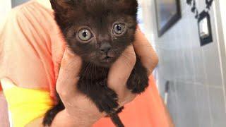 Tiny Kitten Beats 3 Types Of Infections And Finds A Forever Home!