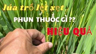 Lúa trổ lẹt xẹt phun thuốc gì để đạt năng suất cao