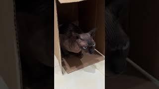 Сфинкс Ричик .. наш веселый котик
