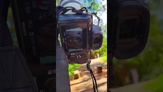 wildlife photography       ️ #wildlifephotography#wildlifephotos#wildlife#nature#shorts