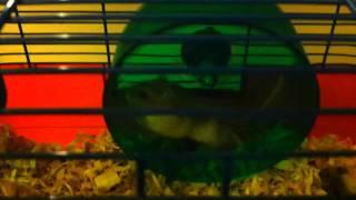 Squeakers the Hamster - Running on the Wheel and Climbing