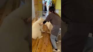 I went to a dog cafe in Japan  #japan #dogshorts #dogcafe #viral #godisgood