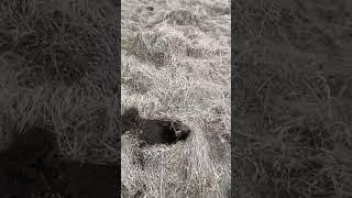 Нереальные находки После мд4030 #топ metaldetecting #metaldetector #коп