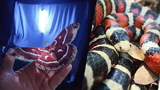 Massive Moths and Rare Reptiles - One of my Best Trips Yet!