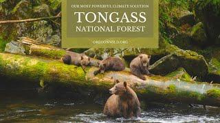 The Tongass National Forest: Our Most Powerful Climate Solution