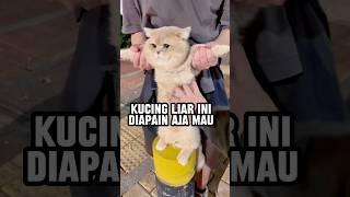 Petualangan kucing liar ketika dipungut orang