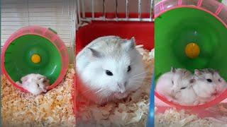 Funny and Cute Hamster Videos Compilation ( Roborovski Hamster ) 