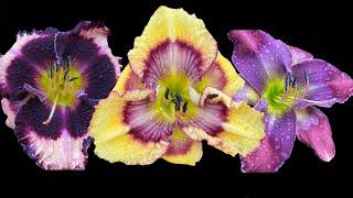 DAYLILIES: Dark Storm Coming, Tiger Swallowtail, Spacecoast Seize The Day