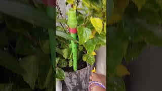severaly#orange #sembaruthi #south #gardening #organic #plants #youtubeshorts