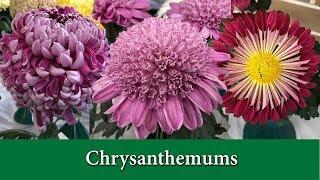 How to Grow Chrysanthemums - Hardy Mums and Exhibition Types.