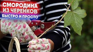 Смородина из черенков  - быстро и просто