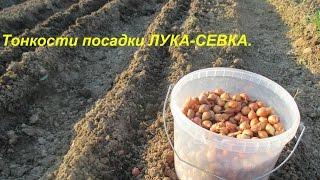 Тонкости посадки лука-севка.