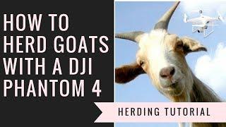 How to herd goats with a DJI Phantom 4 drone | Epopsis Drone Videos