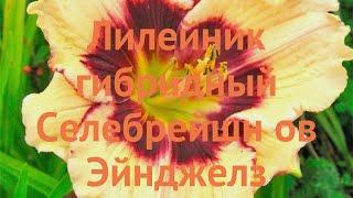 Лилейник гибридный Селебрейшн ов Эйнджелз  обзор: как сажать, саженцы лилейника