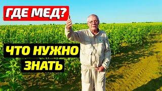 Подсолнух цветет а меда нет Заблуждение пчеловодов Опыление