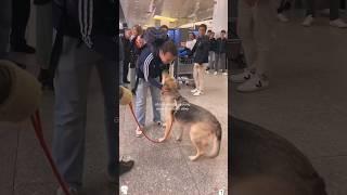 Dogs react to seeing their owners again#dog #puppy #doglife #pets #funnypets #doglove