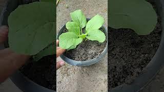 Planting mustard greens in a pot