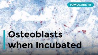 Quantifying Osteoblasts using TomoStudio