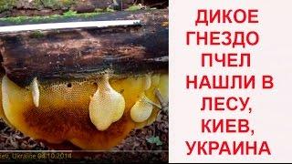 Дикое Гнездо Пчел Нашли в Лесу! Wild Honeybee Nest Was Found in Forest and Moved Into Apiary!