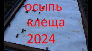 Щавелевая,полоски и клещ варроа.Проверка осыпи клеща 2024.