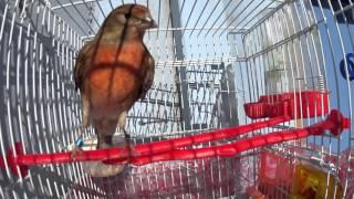 pardillo linnet Carduelis cannabina φανετο x female canary καναρα