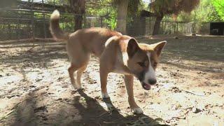 Check out the New Guinea Singing Dogs at Wildlife World Zoo