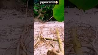 কুকুরের বাচ্চা অনেক দিন পর ভিডিও দিলাম একটা সমসসার কারনে#plzunfrezemyaccount #youtube#viralcontent