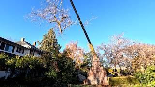 Removing the Big Locust Tree, Moving Trees & Planting Lilacs! 🪓 // Garden Answer