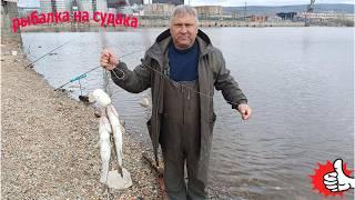 Рыбалка на судака донной снастью