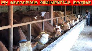 OSHA SIZ KUTGAN UY SHAROITIDA SIMMENTAL BOQISH SIRLARI ️ +998999828994. Sirlar ochildi
