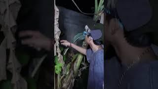 DI POHON PISANG TERNYATA ADA SARANG POCONG BENERAN BOCIL GA GERAK #shorts