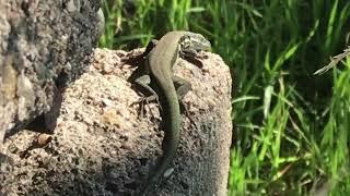 BIG WALL LIZARD in Cyprus