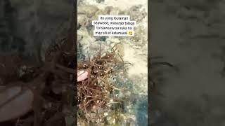 The 2colors of Gulaman seaweeds, brown and green.#seashorevibes #seafoodadventure #seashell #seaweed
