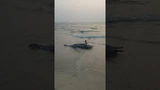 Dolphin dead on seashore