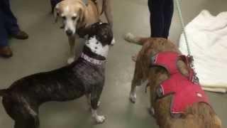 Cabela and 2 Traveling Dogs