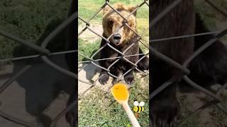 Funniest Bears Videos Polar Bear | Funny Animals #shorts #bear #funnybear