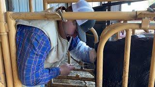 Breeding Heifers Using Synchronization and AI (Artificial Insemination) | Livin' On The Farm