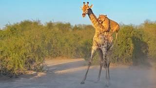 Lion Rides Giraffe to Bring it Down