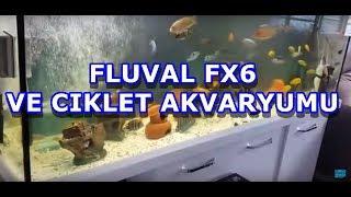 Fluval FX6 ve 2 Metrelik Ciklet Akvaryumu