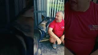 WOW German Shepherd Dog vs Owner Boxing #shorts