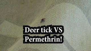 Deer Tick VS Permethrin