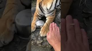 Human hand compared to tiger paw!  #shorts #tiger