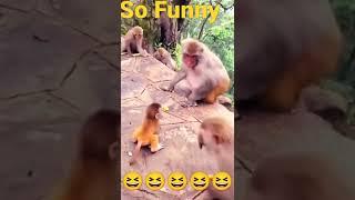 New monkey funny video  cartoon Bandar wala #sorts #trending #comedy #funny #viral