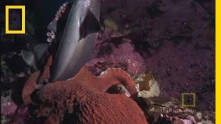 Octopus Kills Shark | National Geographic