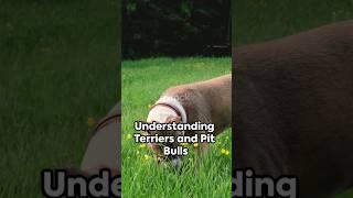 American Terriers v/s Pitbull #dog #doglover #dogs #pitbull #terrier #pet #animals #cutedog #pets