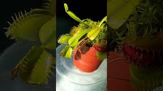 Кормление Мухоловки #мухоловка#plants